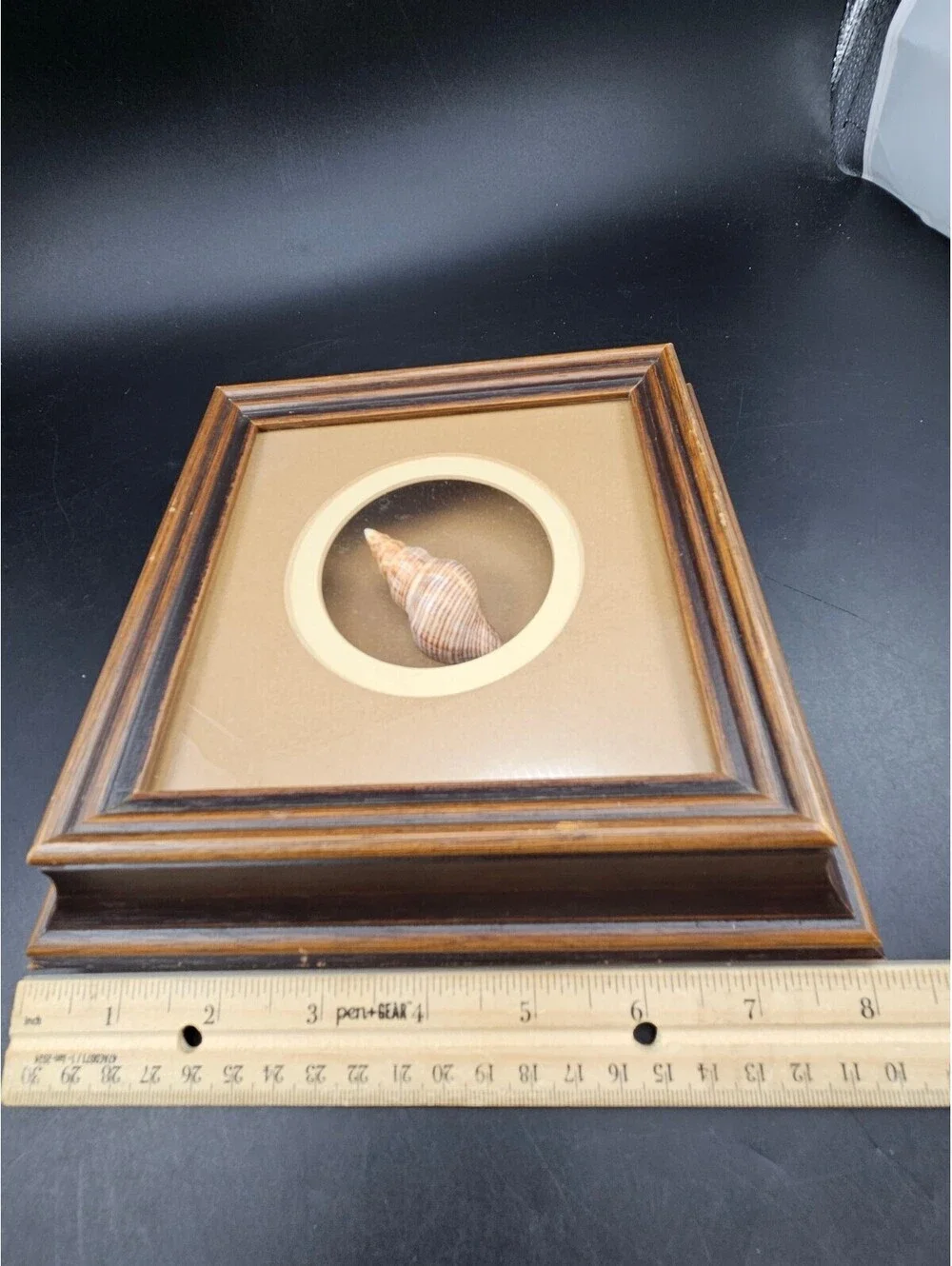 Framed Sea Shell Shadow Box Art Vintage Coastal Nautical Beach Wall Decor